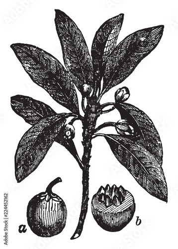 Sapodilla vintage illustration.