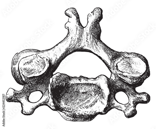 Fourth Cervical Vertebra Viewed from Above, vintage illustration.