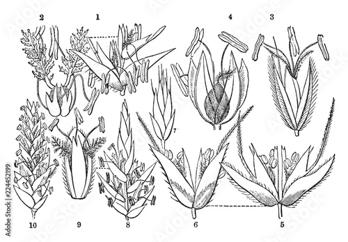 Grass Locusta vintage illustration.