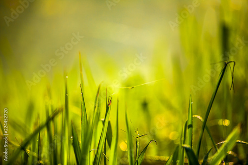 Green grass in the forest