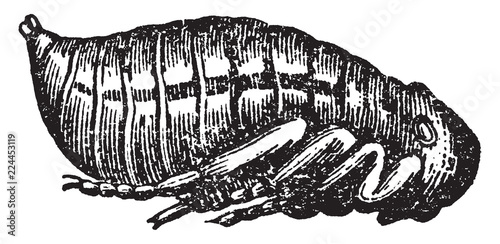 Flea Pupa, vintage illustration.