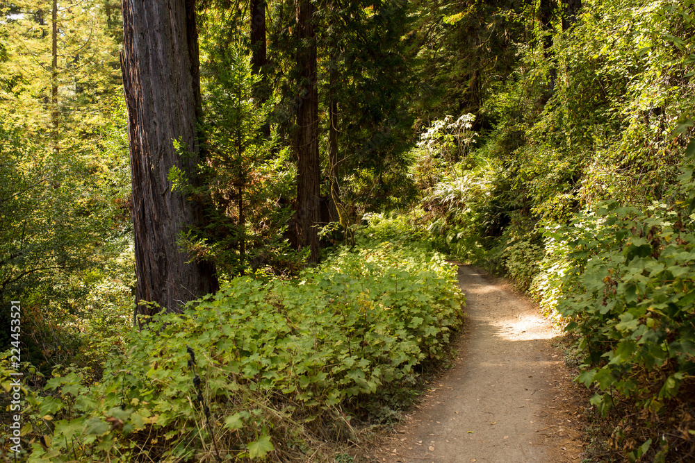 Fototapeta premium Hiking path winds through towering redwood trees in late afternoon sunlight in Mendocino, California