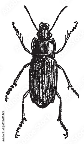 Harpalus Aeneus, vintage illustration.