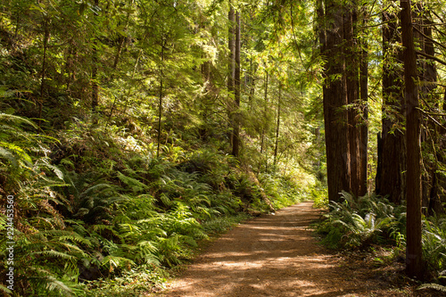 Hiking path winds through towering redwood trees in late afternoon sunlight in Mendocino, California