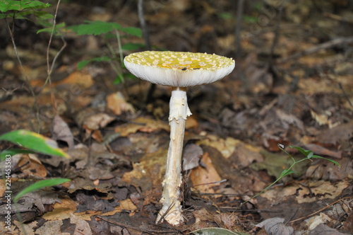 mushroom in forest