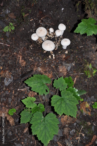 White Fungi