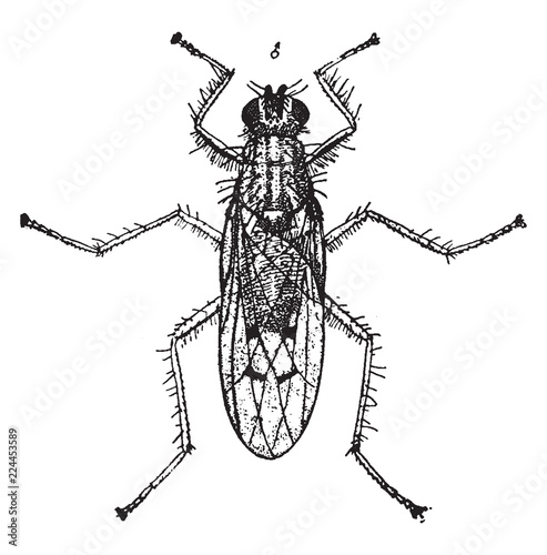 Dung Fly, vintage illustration.