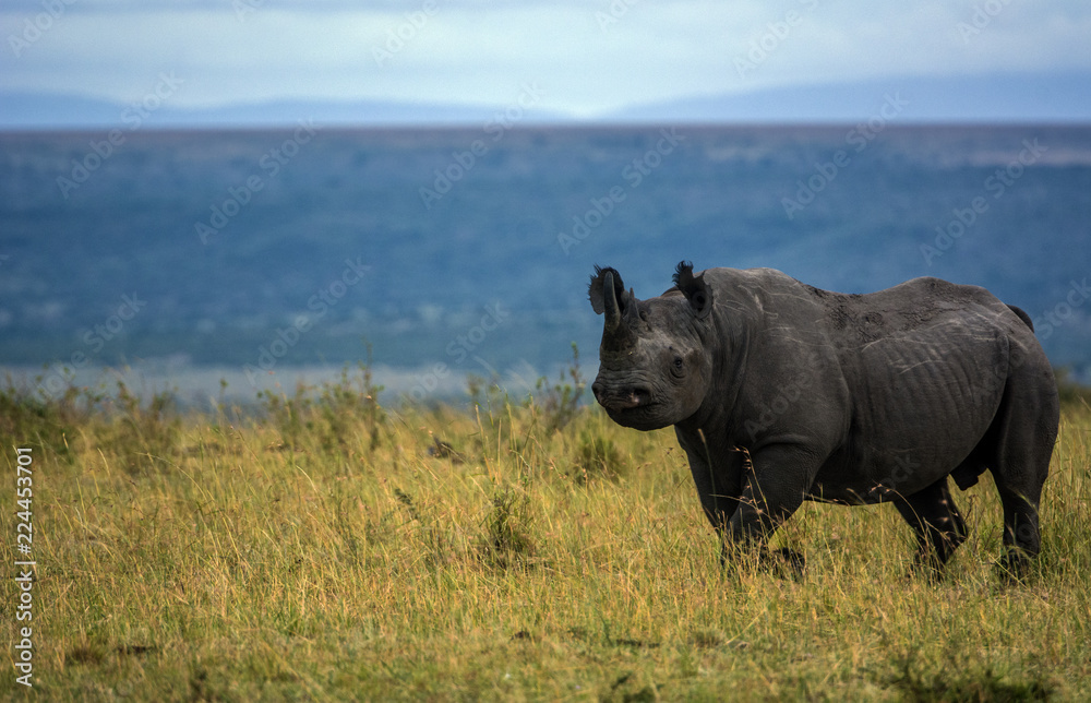 Obraz premium Black Rhino