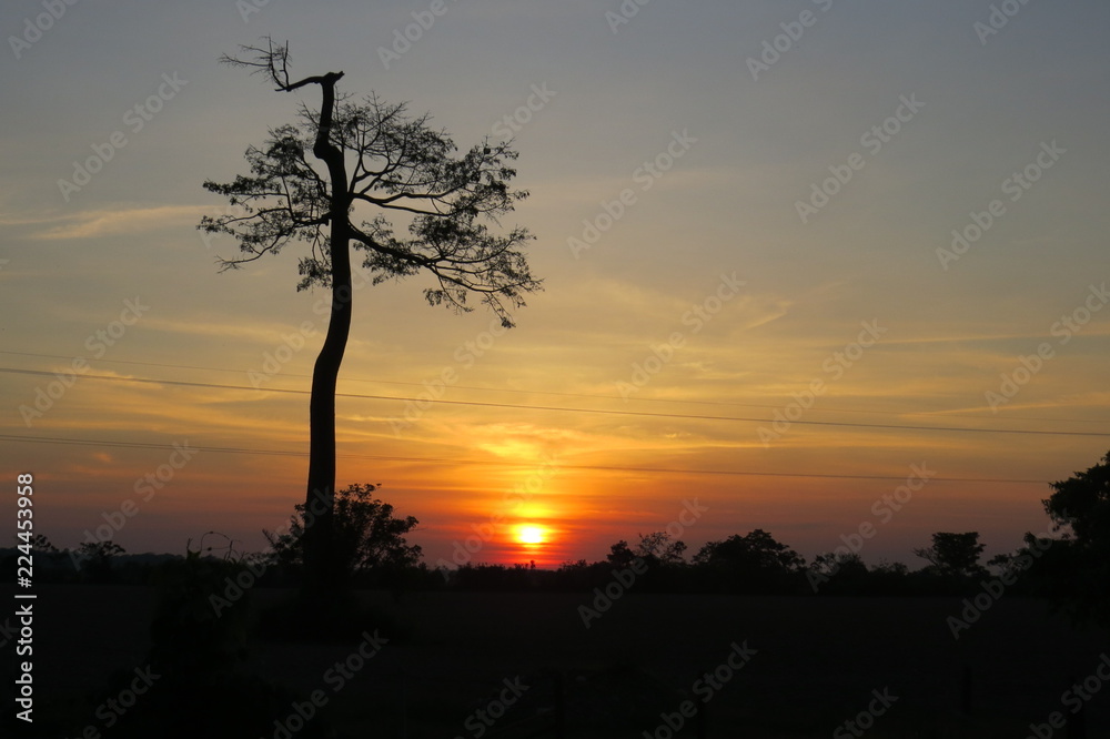 Ceiba al amanecer. Ceiba al amanecer.