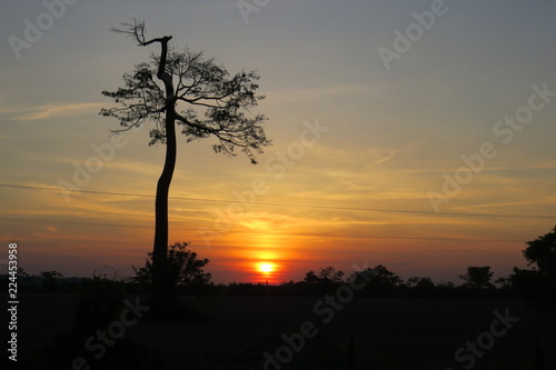 Ceiba al amanecer.