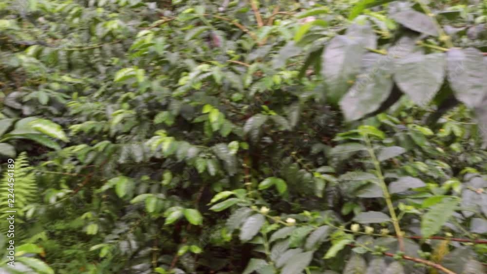 Ripening coffee berries in a shade-grown organic coffee plantation on the Pacific slopes of the Andes in Ecuador. Ripening coffee berries in a shade-grown organic coffee plantation on the Pacific slopes of the Andes in Ecuador.