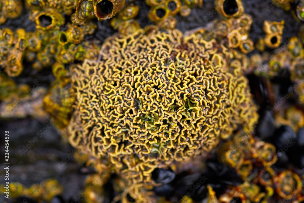 Barnacles in Ribadeo Galicia Lugo Spain Barnacles in Ribadeo Galicia Lugo Spain