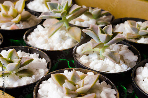 small succulent plants in pots with small white stones. Decoration item