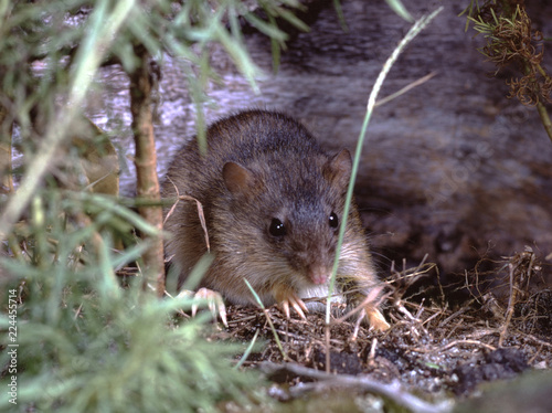 Rice Rat (Oryzomyini)