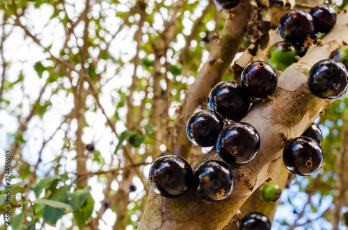 several fat and juicy jabuticabas on the branch of a tree.
