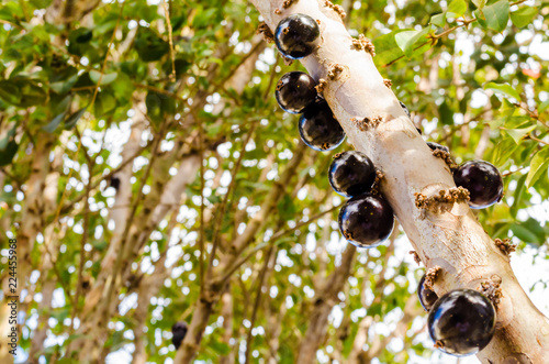some fat and juicy jabuticabas on the branch of a tree.