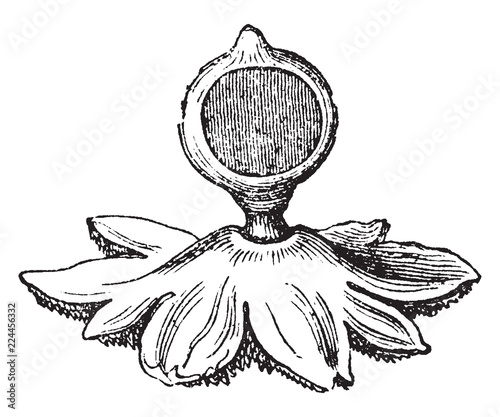 Earthstar vintage illustration.