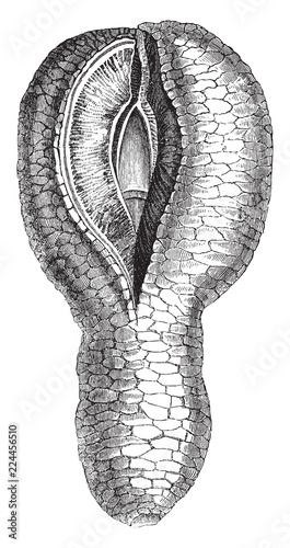 Hydnora africana vintage illustration.