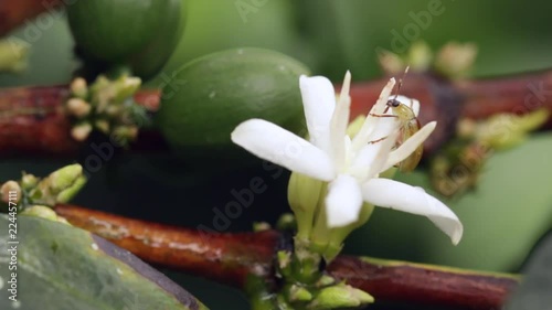 Flower and fruit of a coffee bush in a shade-grown organic coffee plantation on the Pacific slopes of the Andes in Ecuador. photo