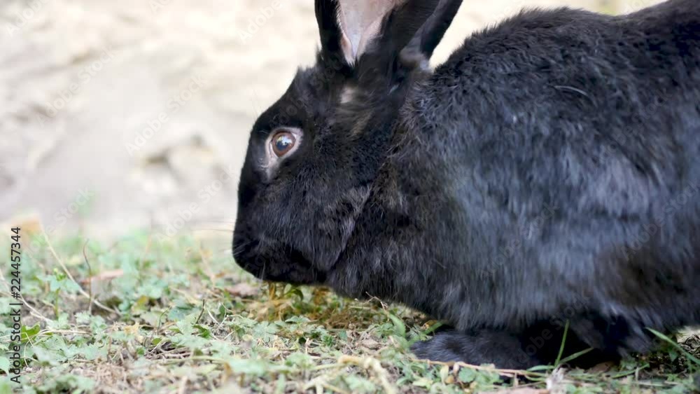 A black Flemish Giant rabbit is eating in a garden. The Flemish Giant