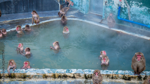 Monkey in hot spring tub or call Monkey onsen in winter season at Tropical Botanical Garden, Hakodate, Hokkaido, Japan photo