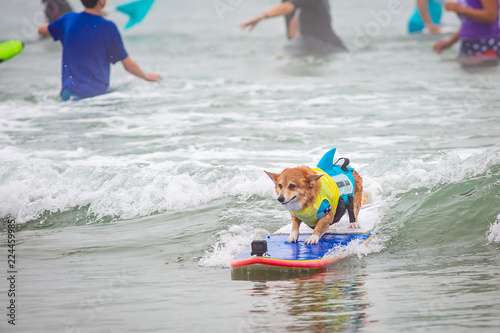 Surf Dog Surf-A-Thon