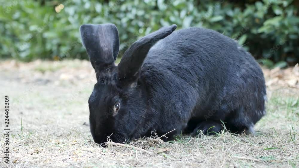 Black Flemish Giant rabbit. The Flemish Giant rabbit is a very large