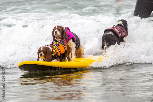 Surf Dog Surf-A-Thon photo