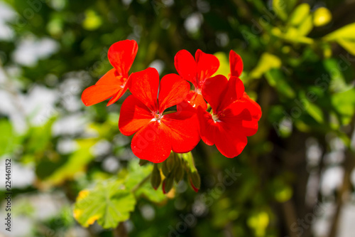 red flower in garden © bruno