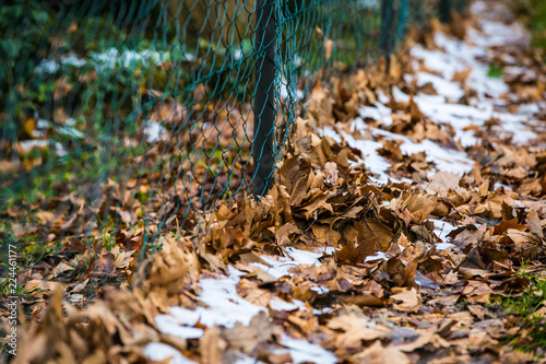 Snow on the floor, dry leaves, brown Green iron fence