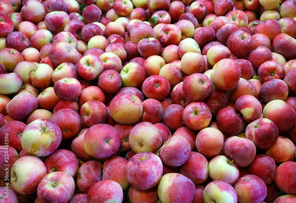 Fresh picked apples background in the harvest season Fresh picked apples background in the harvest season