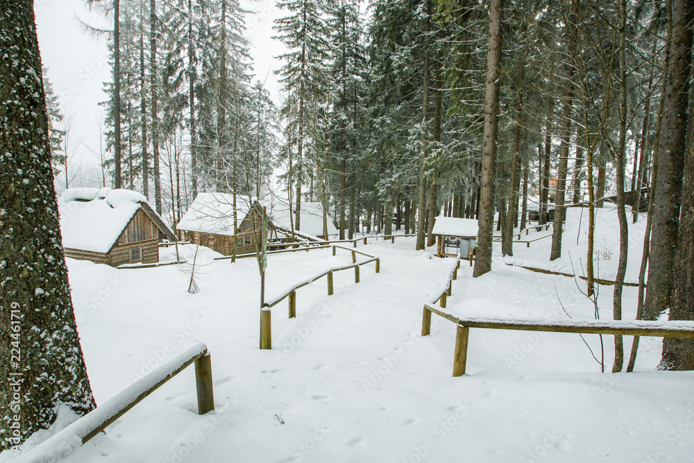 custom made wallpaper toronto digitalHeavy snow in pine forest, tree trunks in front of the cottage.