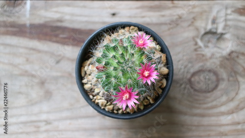 cactus Mammillaria Bocasana with pink flower place on wooden table