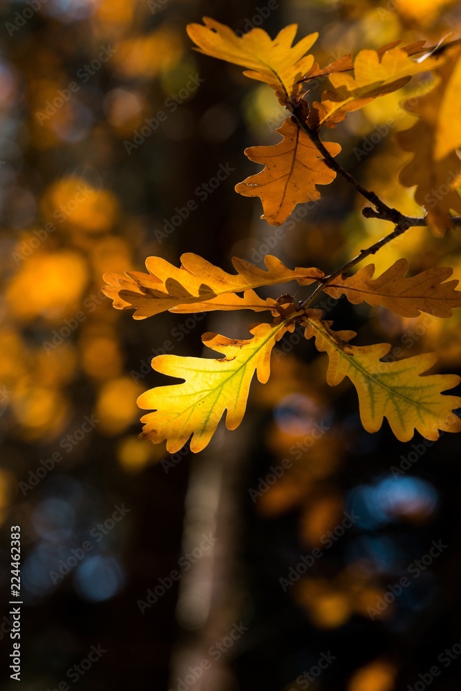 Fall oak leaves Fall oak leaves