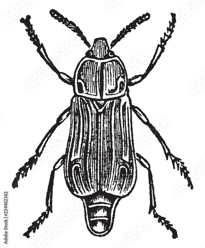 Female Necrodes Littoralis, vintage illustration. photo