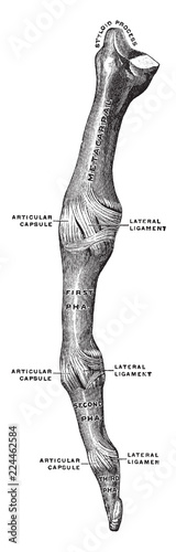 Metacarpal and Phalanges of Finger, vintage illustration.
