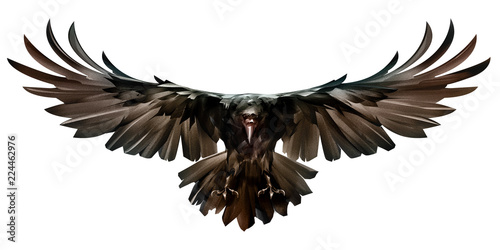 painted colored bird in flight raven front