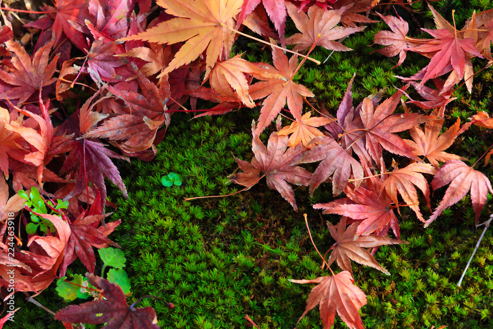 Japanese maple leaves on a mossy green area. Japanese maple leaves on a mossy green area.
