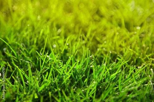 Green grass with dew. Close up.
