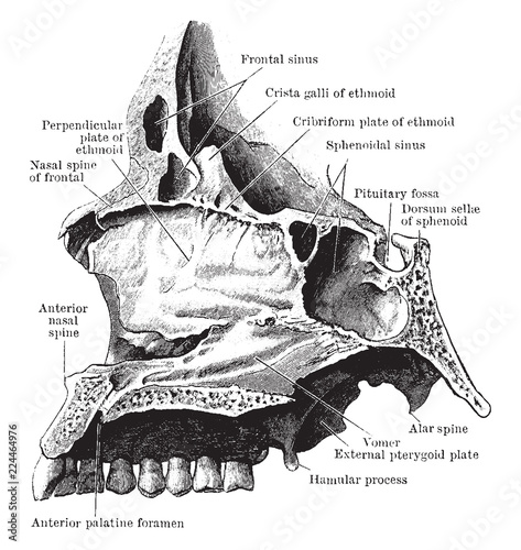Nasal Septum, vintage illustration.