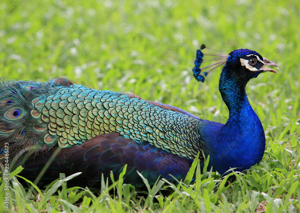 Obraz premium Peacock coloring on green grass field in the garden.