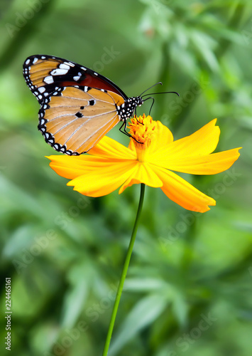 Butterfly tiger island yellow flower © Pongvit