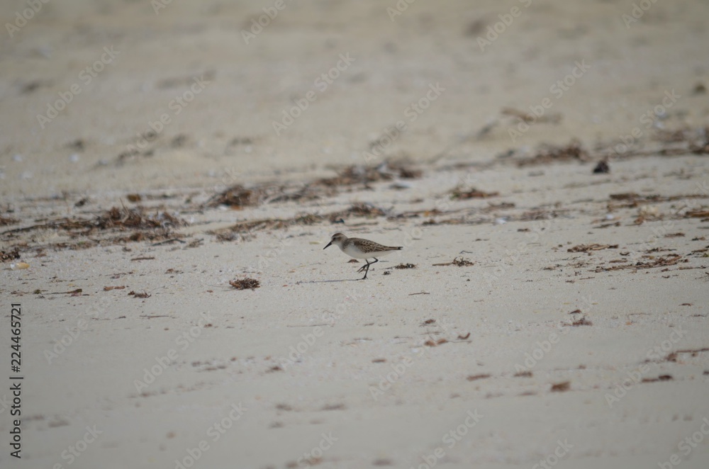 Wilsons plover on a beach Wilsons plover on a beach