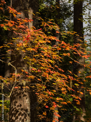 Autumn foliage on Vine Maples (Acer circinatum) lit by sunlight photo