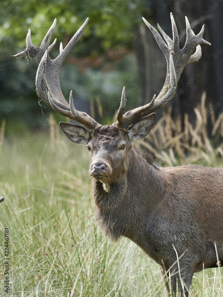 Red deer (Cervus elaphus)