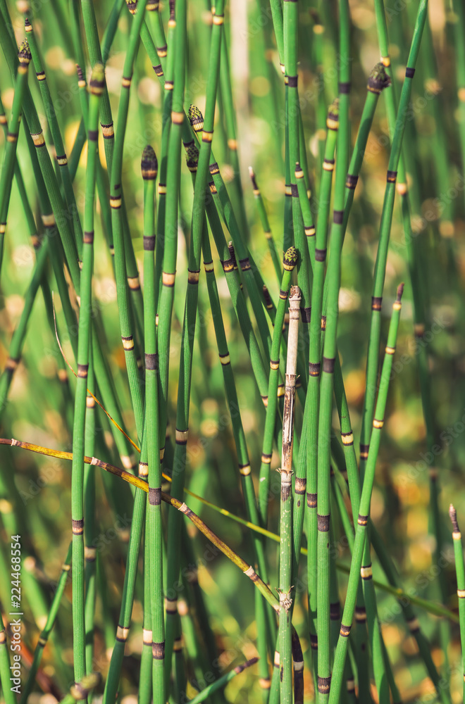 Horsetail grass grow in sunlight. Jointed stems of puzzletail grass close up. Green equisetum in sunny light on bokeh background. Bright detailed natural texture of snake grass with copy space. Horsetail grass grow in sunlight. Jointed stems of puzzletail grass close up. Green equisetum in sunny light on bokeh background. Bright detailed natural texture of snake grass with copy space.