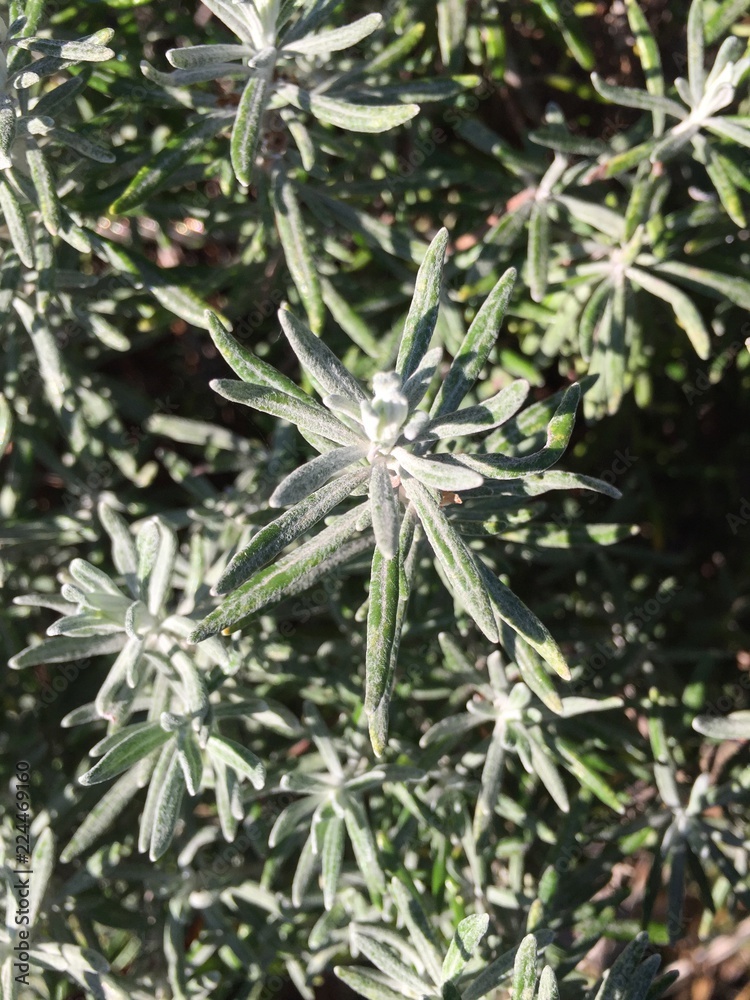green, plant, nature, herb, leaf, flower, tree, closeup, rosemary, grass, macro, garden, fresh, leaves, texture, natural, winter, branch, white, isolated, snow, forest green, plant, nature, herb, leaf, flower, tree, closeup, rosemary, grass, macro, garden, fresh, leaves, texture, natural, winter, branch, white, isolated, snow, forest