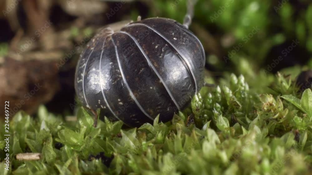 Pill woodlouse or pill bug (Armadilliidium sp.). These woodlice roll into a ball as a defence from predators.