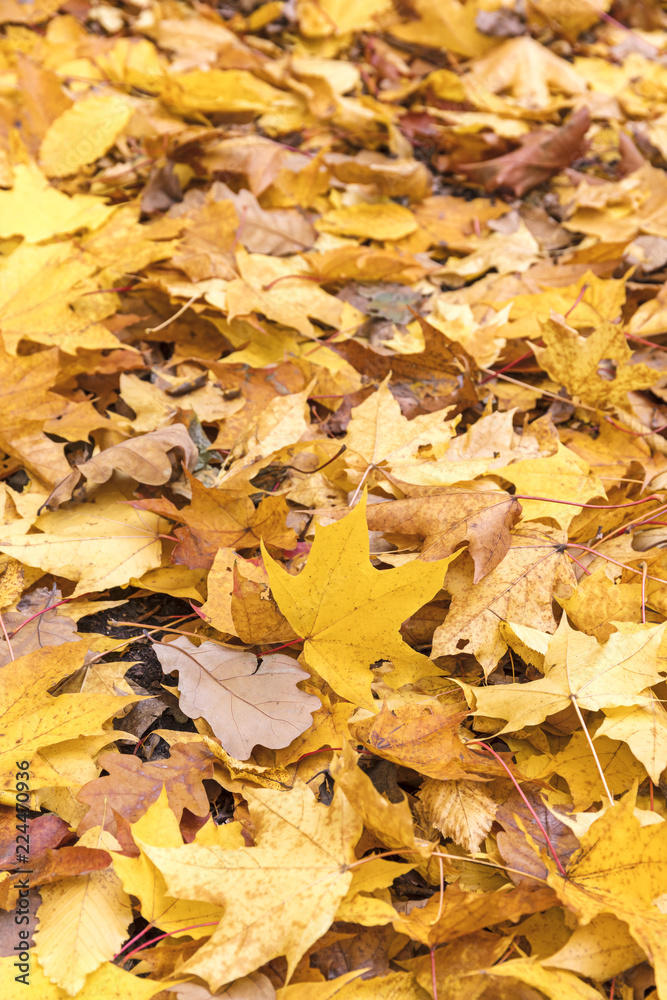 yellow dry leaves on ground during fall season for natural background. closeup view