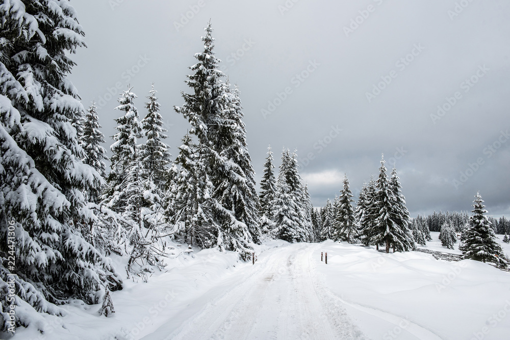 Obraz premium Winter forest covered with snow
